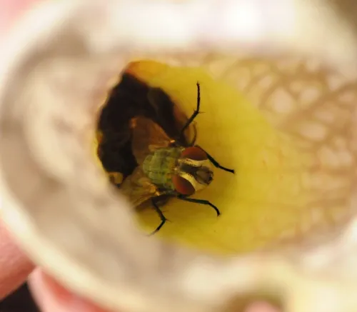 A tachinid (parasitic) fly tries to exit the pitcher plant, Sarracenia leucophylla. (Photo by Kathy Keatley Garvey)