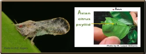 THE UGLY--The invasive Asian citrus psyllid will be discussed by the CDFA's Kris Godfrey at the Northern California Entomology Society meeting on Nov. 6 in Concord. Description from the CDFA site: "The head is light brown. The wings are broadest in the apical half, mottled and with a dark brown band extending around the periphery of the outer half of the wing. The insect is covered with a whitish waxy secretion, making it appear dusty." (Illustration courtesy of CDFA)