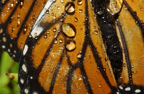 CLOSE-UP OF RAIN ON BUTTERFLY WINGS--This photo was taken of a Monarch butterfly near Timber Cove, Mendocino Coast, on Oct. 19, 2007. (Photo by Kathy Keatley Garvey)