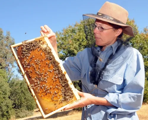 BEE BREEDER-GENETICIST Susan Cobey, manager of the Harry H. Laidlaw Jr. Honey Bee Research Facility, holds a frame of bees. (Photo by Kathy Keatley Garvey)