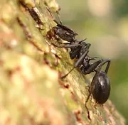 CephalotesAtratushp 