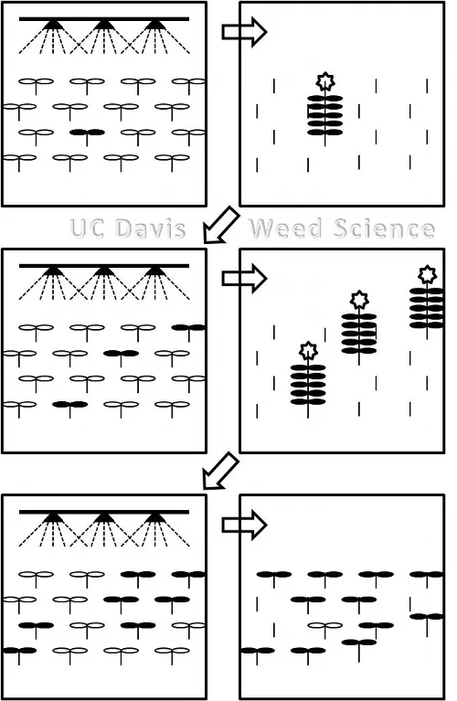 selection pressure