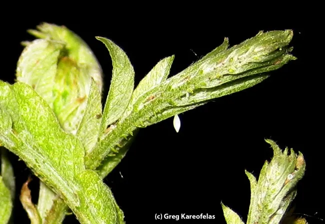 Egg of a California dogface butterfly. (Photo by Greg Kareofelas)