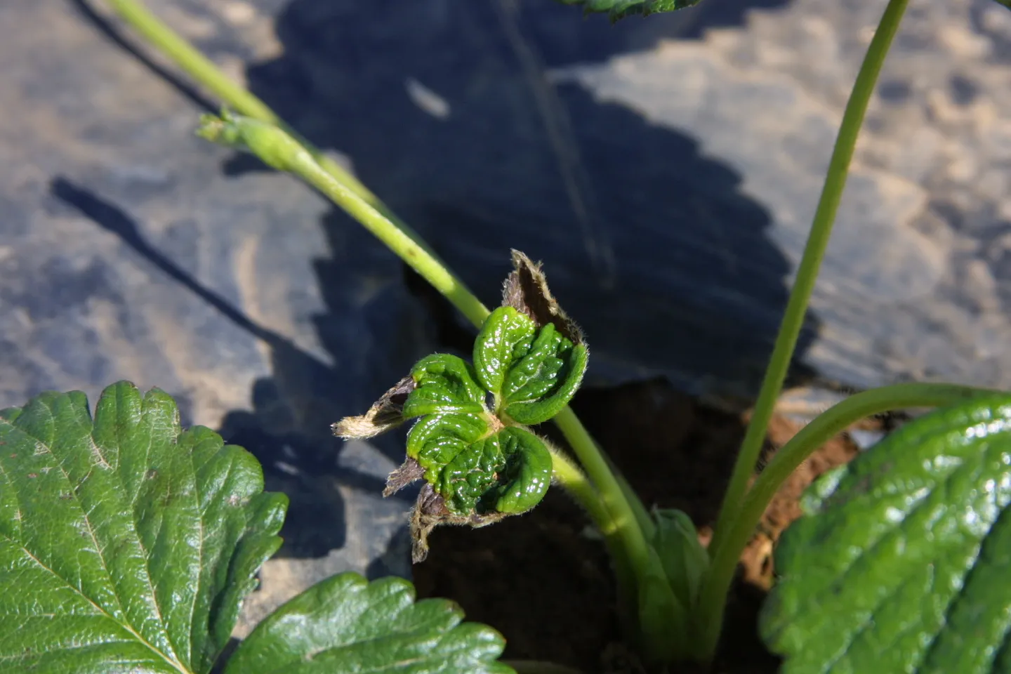 Calcium Deficiency