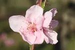 UC Fruit Report