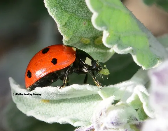 Lady beetle, aka ladybug, devouring an aphid. (Photo by Kathy Keatley Garvey)