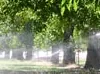 UC Drought Management - Larry Schwankl