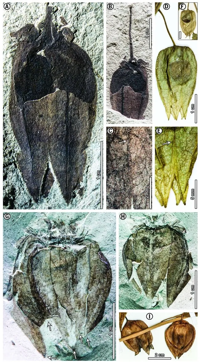 Fossil Physalis