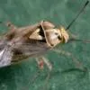 Invertebrates