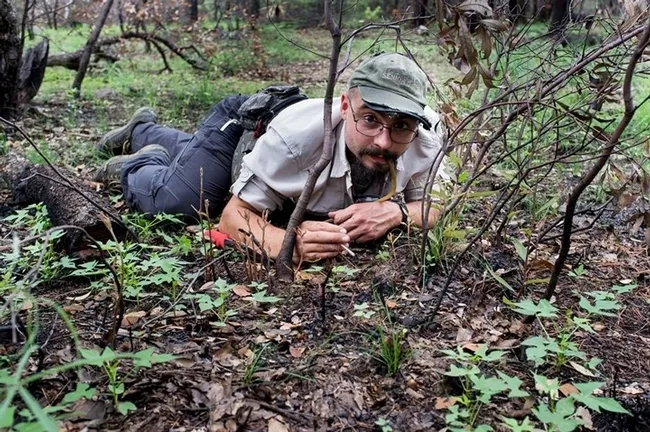 Ant specialist Brendon Boudinot doing field work at the Southwest research station in the Chiricahua Mountains near Portal, Ariz. (Photo by Roberto Keller, National Museum of Natural History and Science, Portugal)