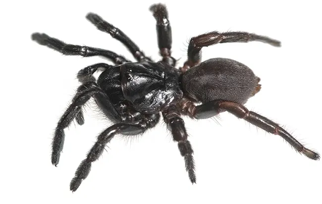 This is a female Cryptocteniza kawtak, discovered by UC Davis professor Jason Bond at Moss Landing State Park, Monterey County. (Photo by Jason Bond)
