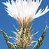 diffuseKnapweed_70