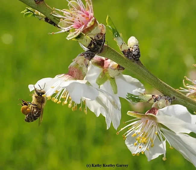 A honey bee packing her pollen on Bee Biology Road, UC Davis, before returning to her hive. (Photo by Kathy Keatley Garvey)