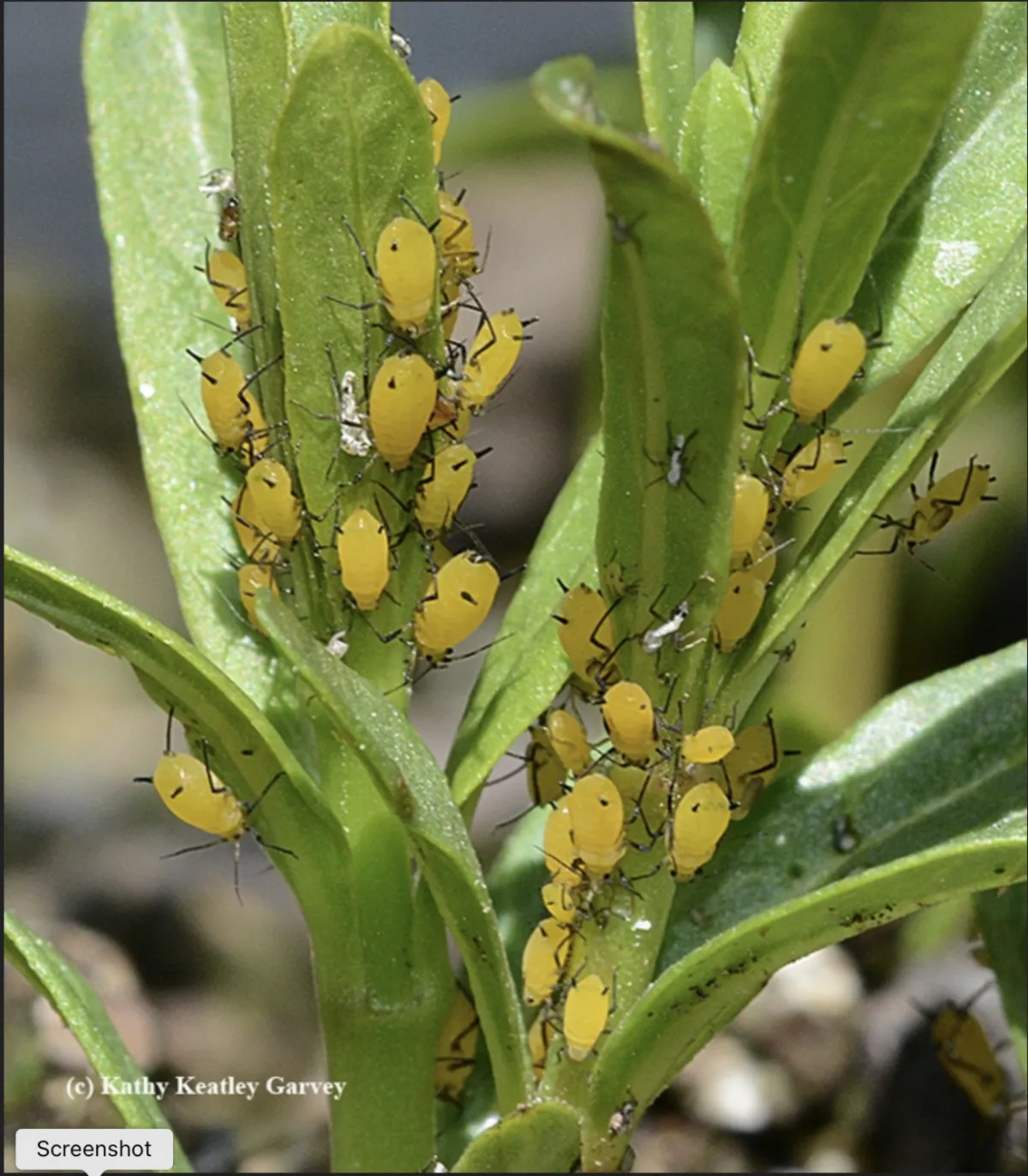 02_09_2022Aphids