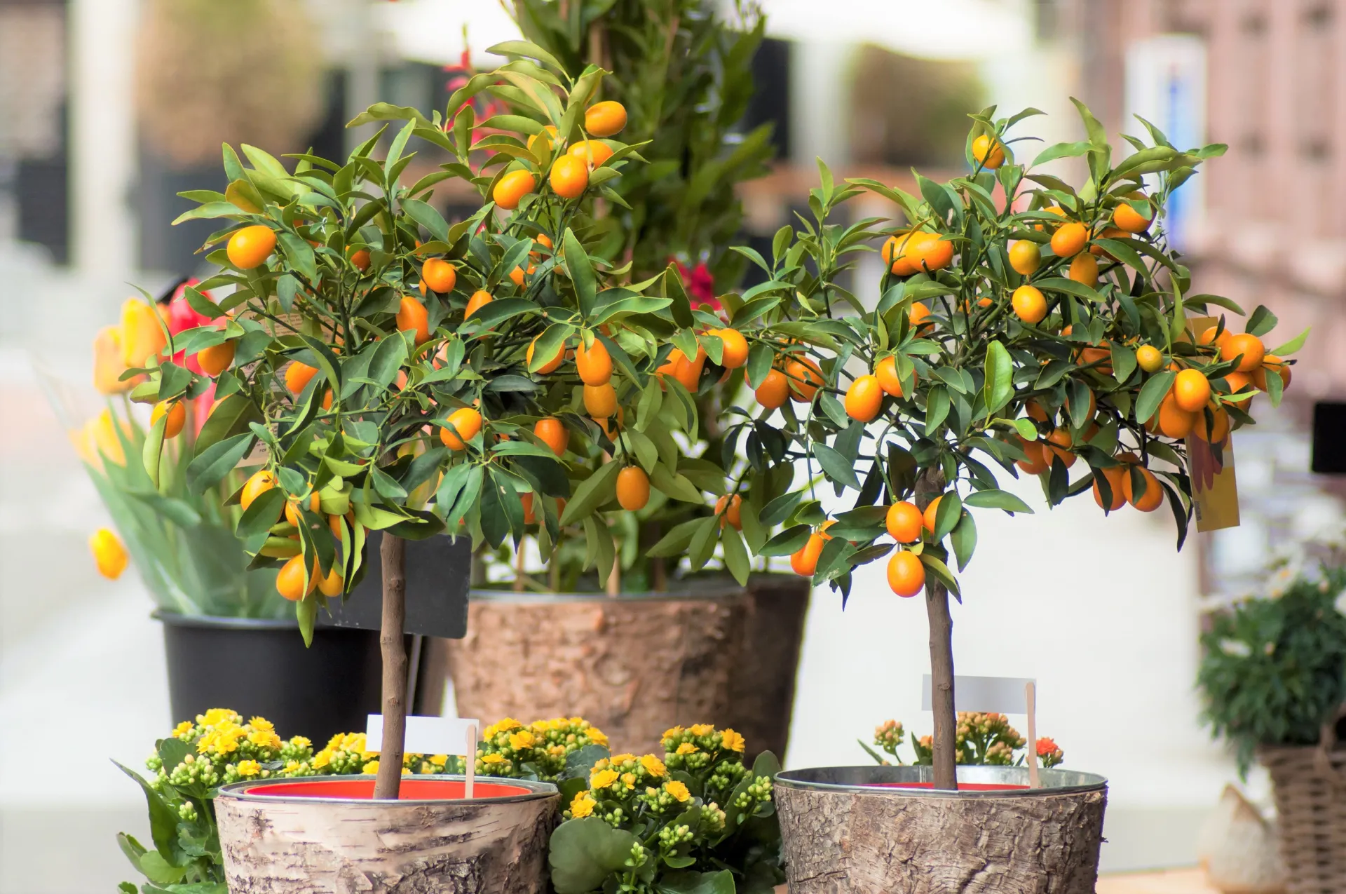 Citruses in Patio Pots - Courtesy Shutterstock