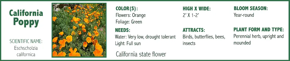 California Poppy