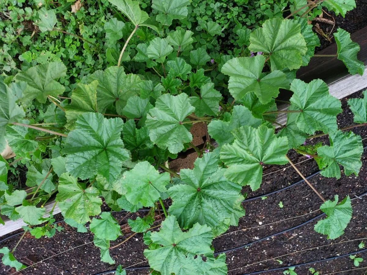 17-05-23LittleMallow