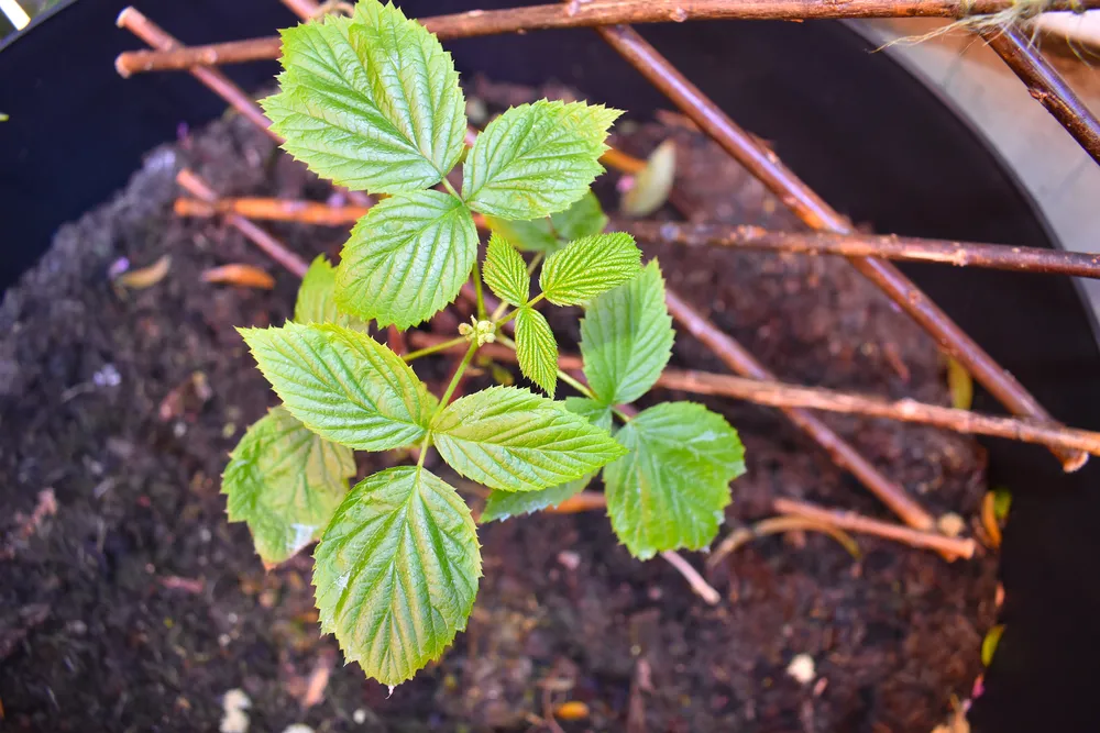 Red Raspberries in Patio Planter - Courtesy Shutterstock