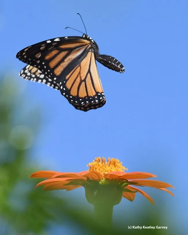 A monarch leaving a Mexican sunflower, Tithonia rotundifola. This image was taken in a pollinator garden in Vacaville. (Photo by Kathy Keatley Garvey)