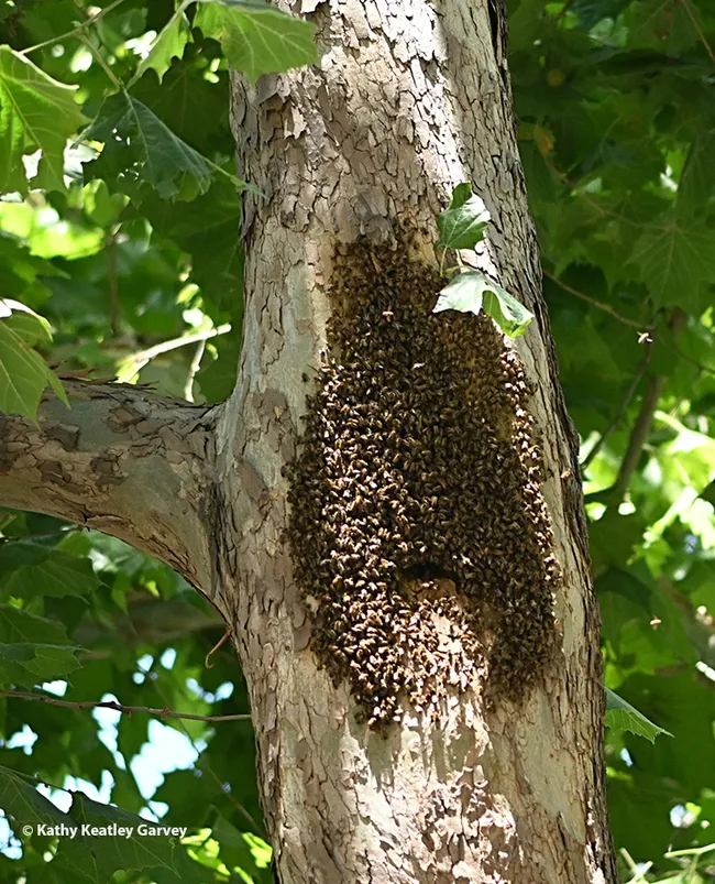 As temperatures soar, feral honey bees engage in bearding to reduce the heat load inside. These bees are in a sycamore tree on the UC Davis campus. (Photo by Kathy Keatley Garvey)