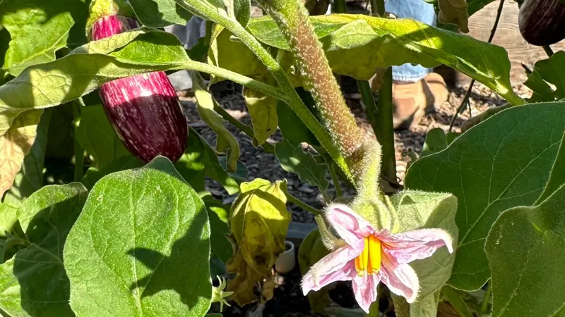 Eggplants2_112023