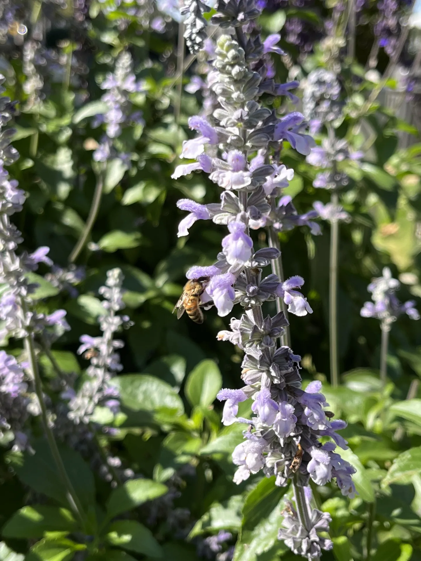 A honey bee (Apis mellifera) on a Mystic Spires Blue Salvia