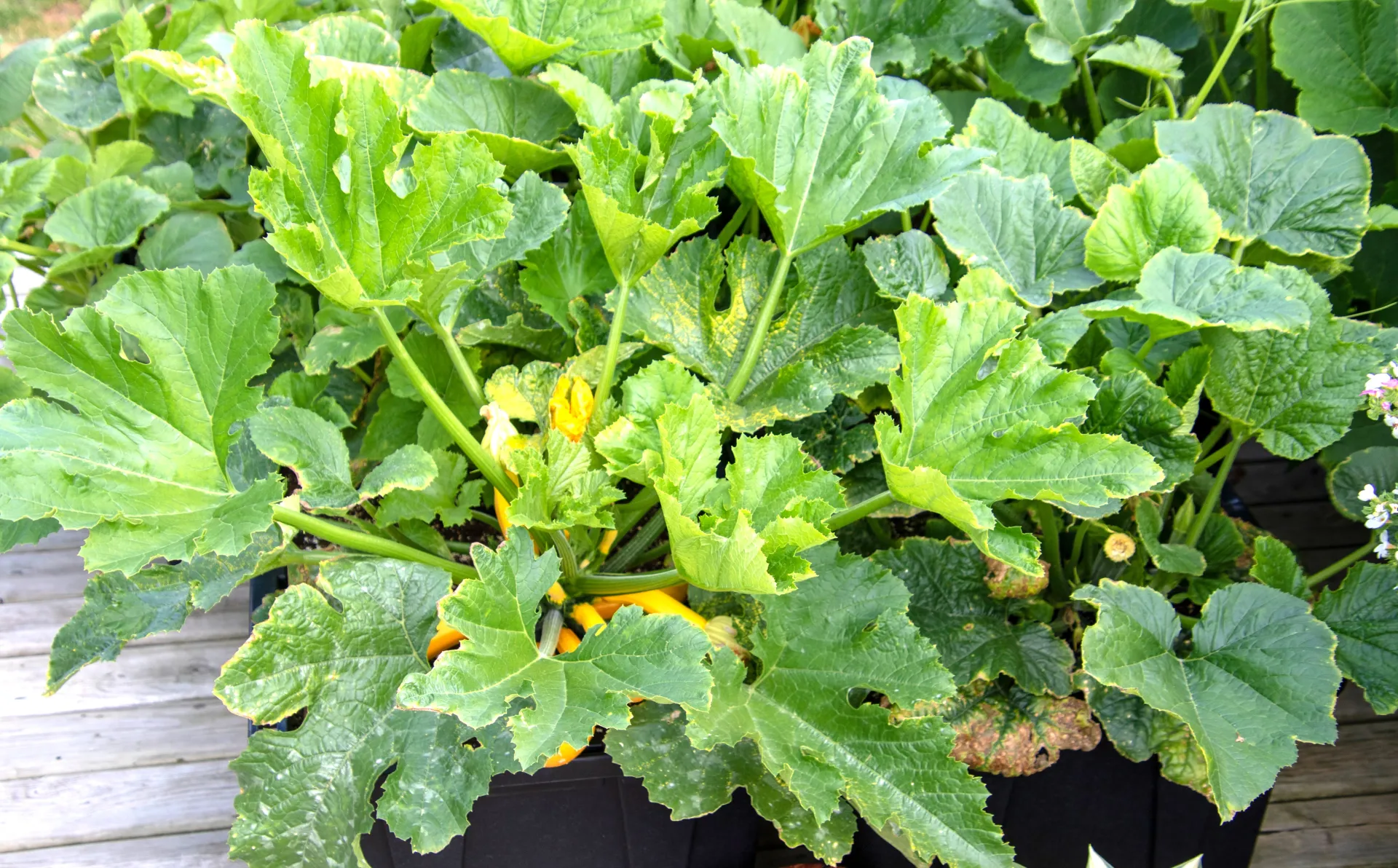 Yellow Squash producing in container on deck - Courtesy Shutterstock
