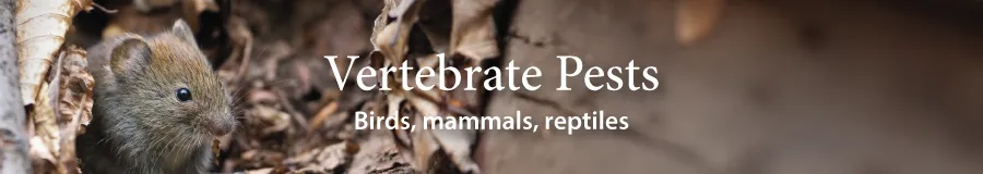 Button Vertebrates