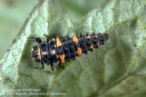Larva of a ladybug, a voracious predator of aphids and other soft-bodied pest insects. Photo by Jack Kelly Clark. 