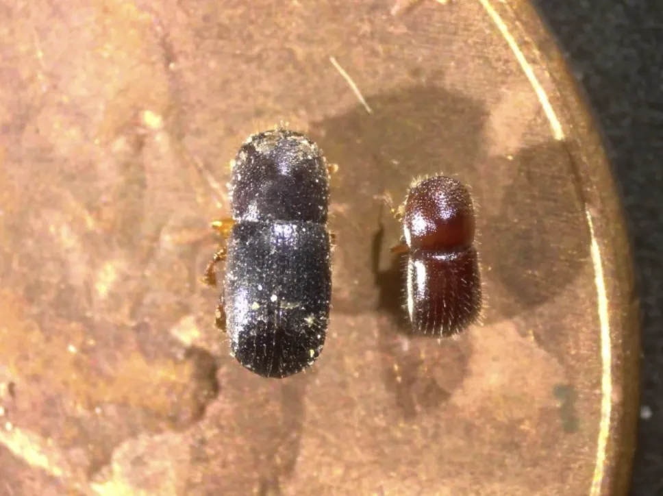 Larger, black beetle (E. interjectus) next to smaller, brown beetle (polyphagous shothole borer) for size comparison.