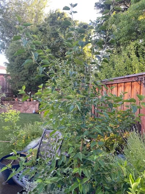 mulberry tree