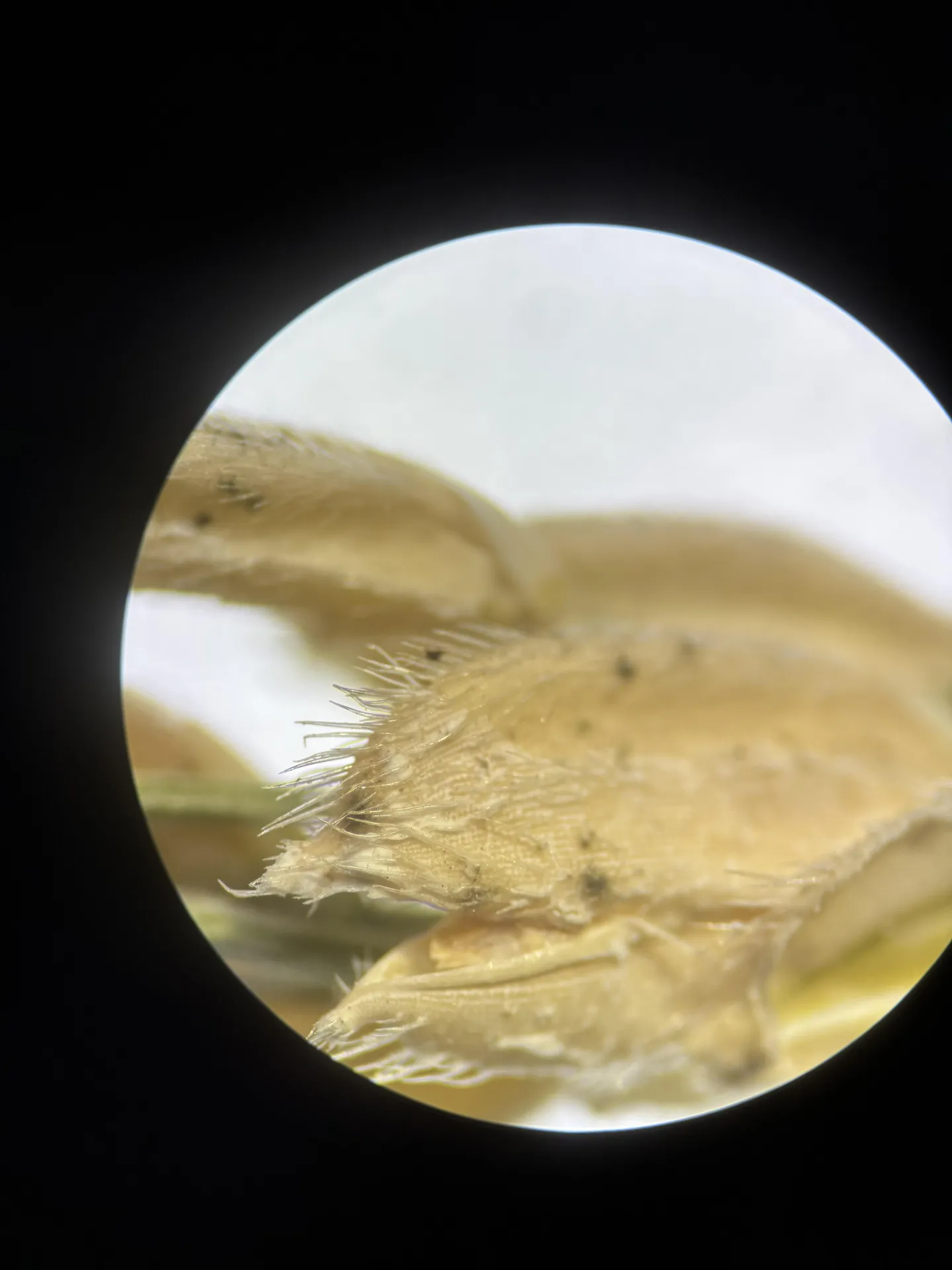 bird damage 2
