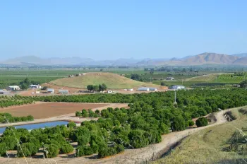 Overlooking Lindcove REC citrus trees