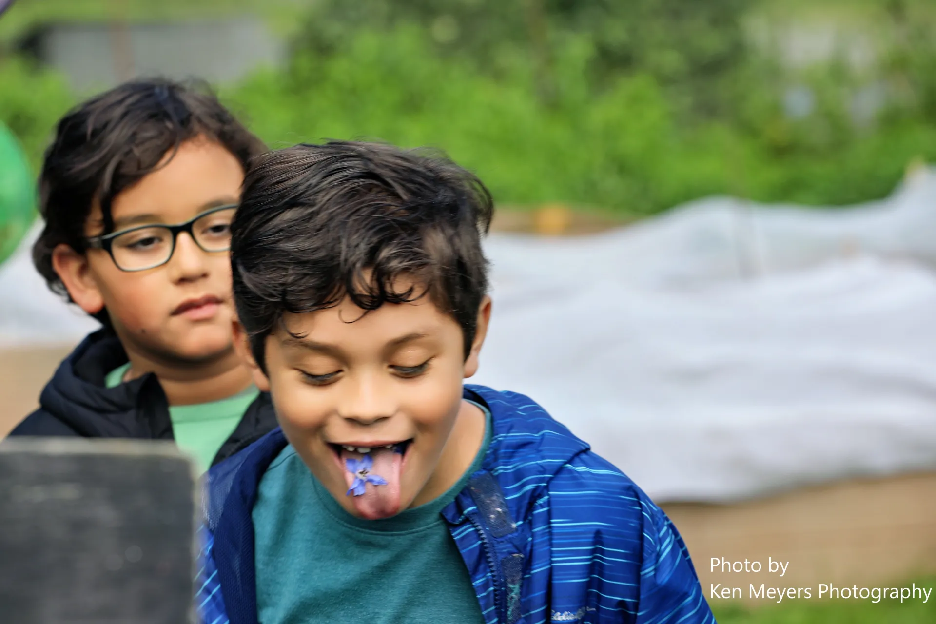 Kids tasting borage flower in the garden