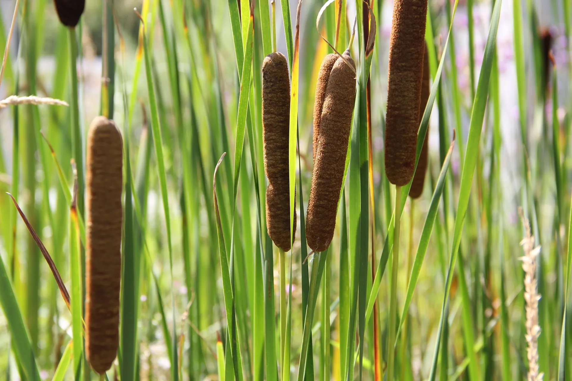 cattail plants