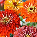 zinnias