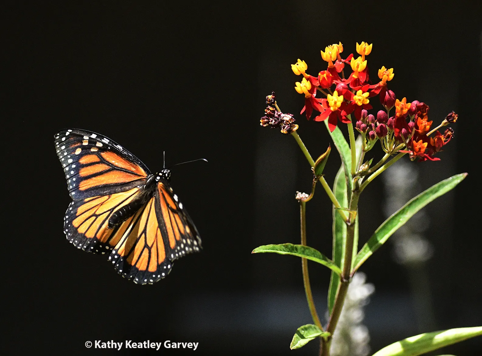 Monarch in flight over tropical milkweed, Asclepias curassavica. (Photo by Kathy Keatley Garvey)