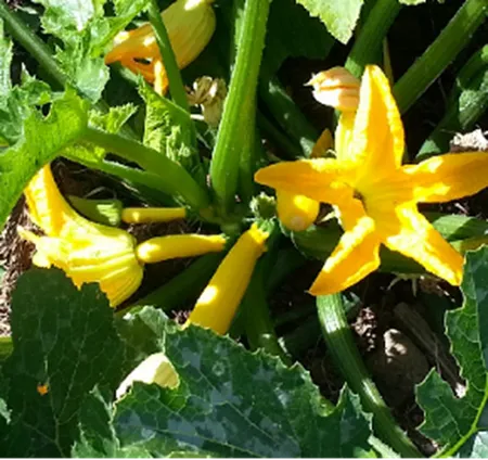 Zucchinis