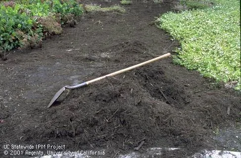 Dark, moist organic compost mulch in mound between ground cover beds in landscape. UC IPM