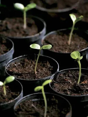 seed starts emerging from small pots