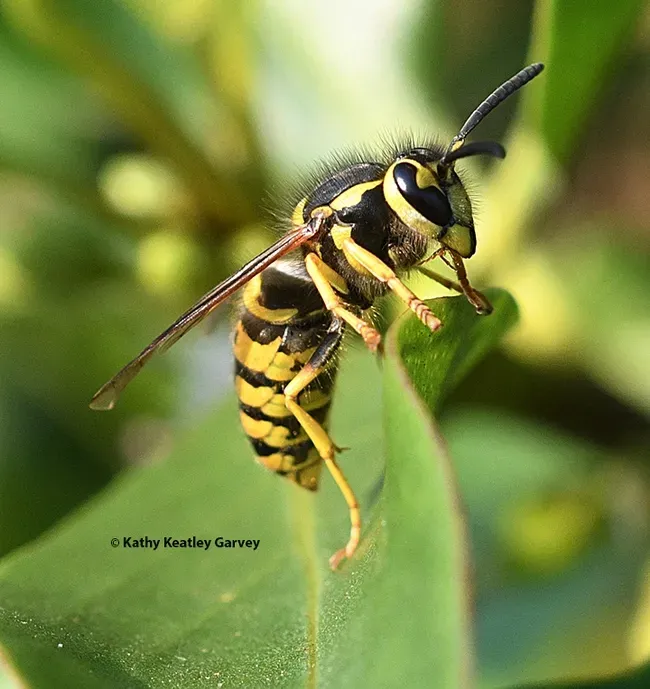 Yellowjacket at Bodega Bay. (Photo by Kathy Keatley Garvey)