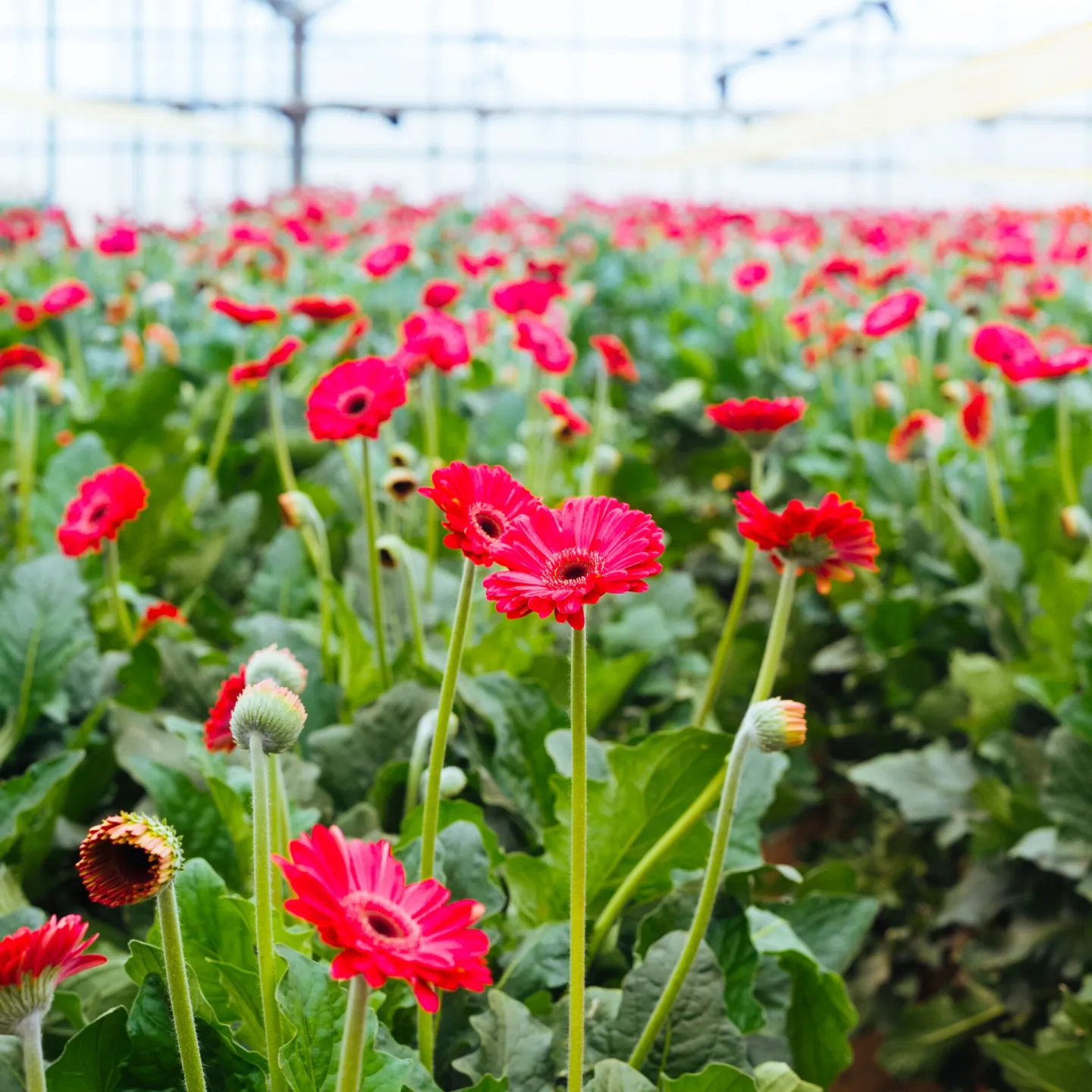 Field of flowers