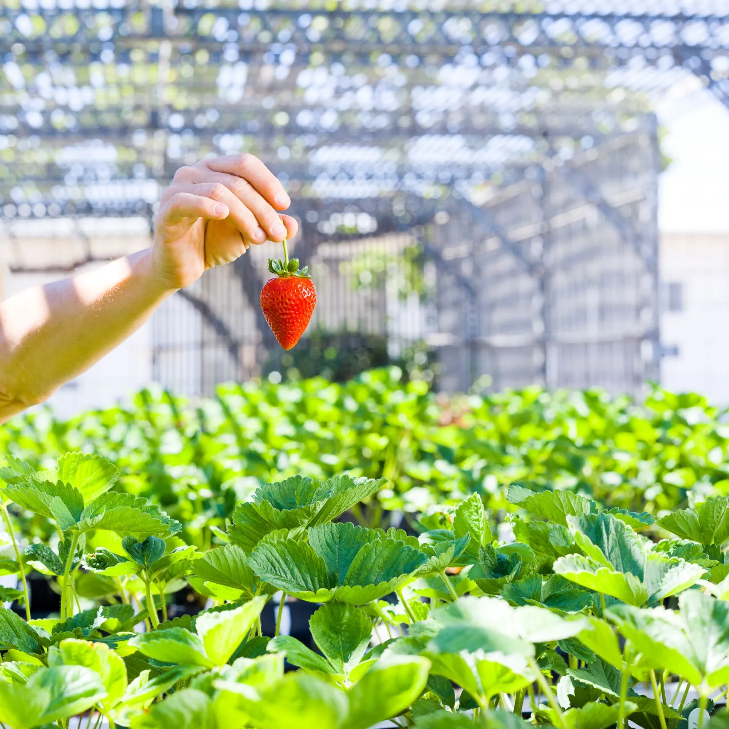 Strawberries