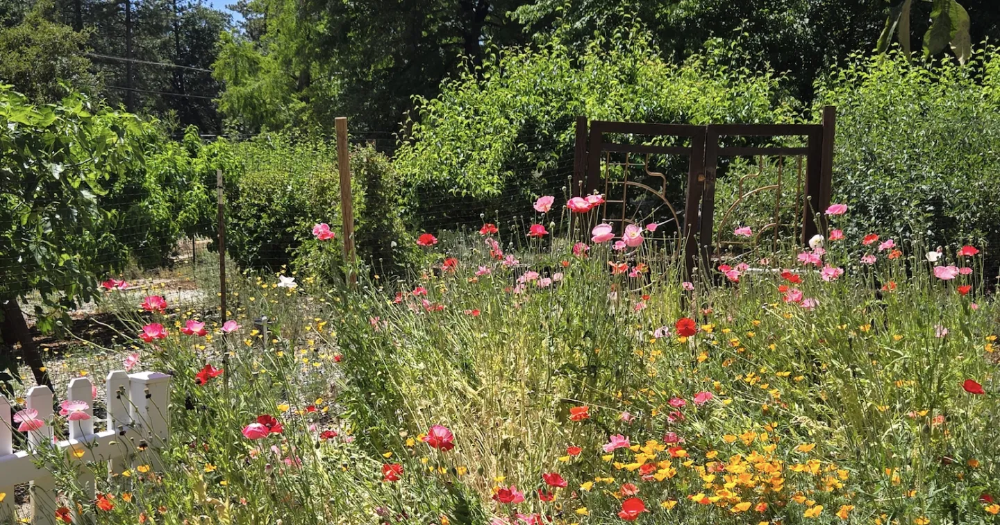 Demo Garden Summer 