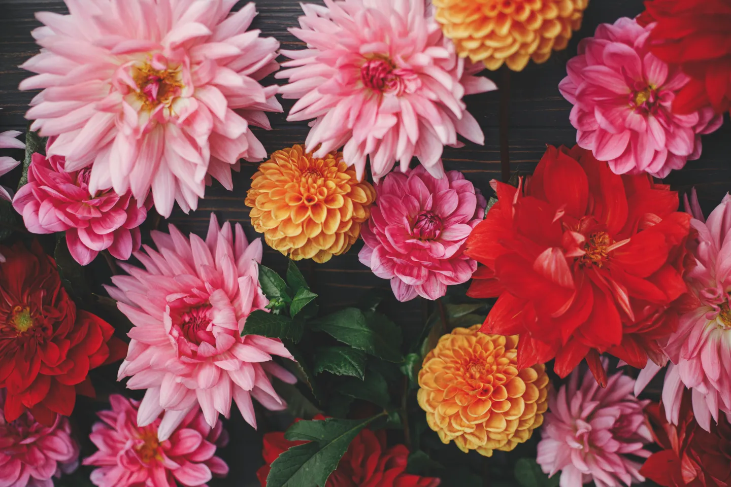 summer dahlias