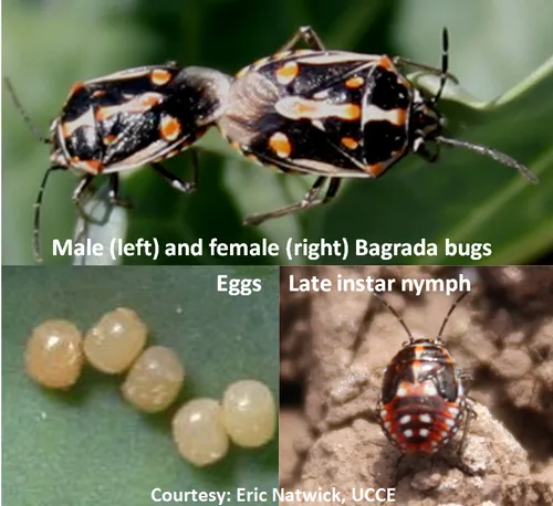 Bagrada bug