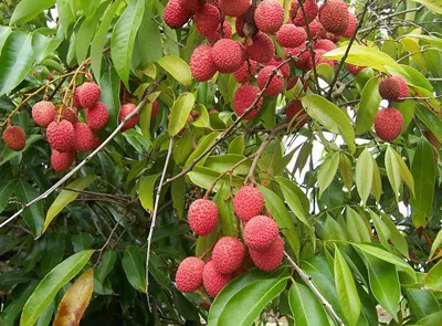 Lychee (Photo: Wikimedia Commons)