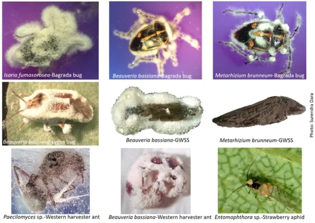 Entomopathogenic fungi-killed insects