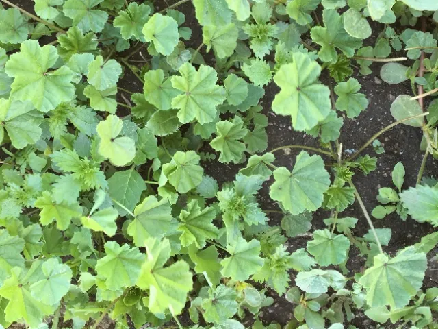 Untreated control