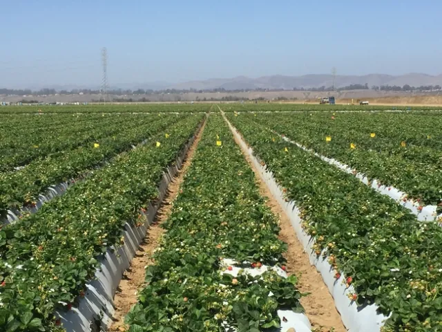 Plots-Microbial study, Manzanita 20160831 (1)